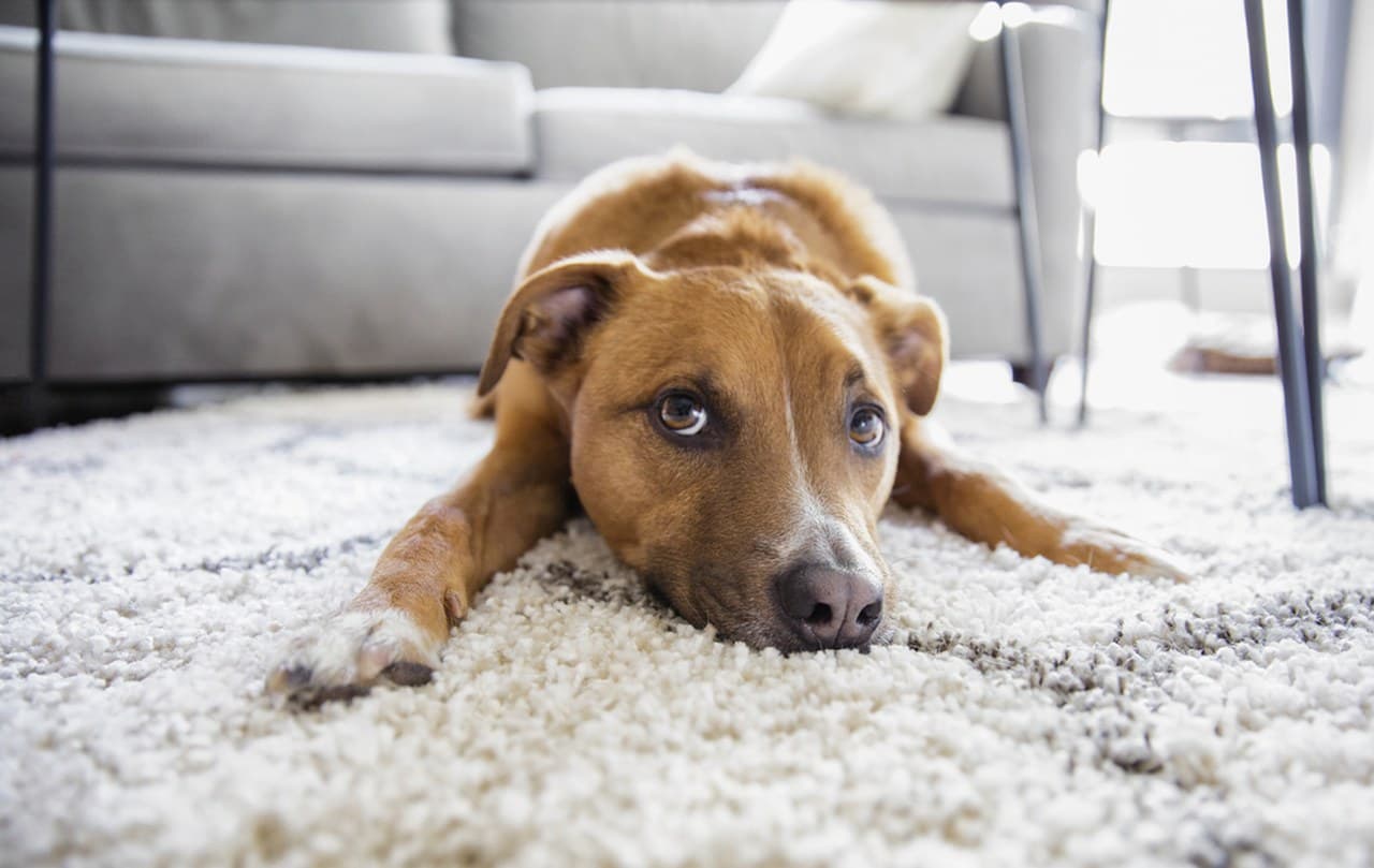 What to Do Right After a Pet Accident on Carpet