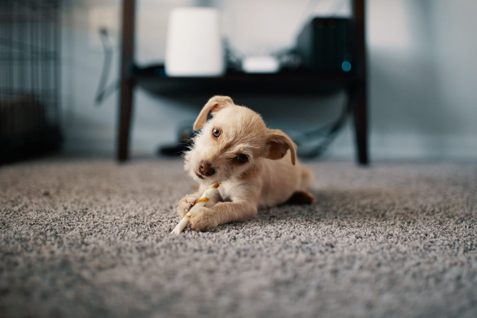 Pet Odor & Stain Removal in Plano, TX
